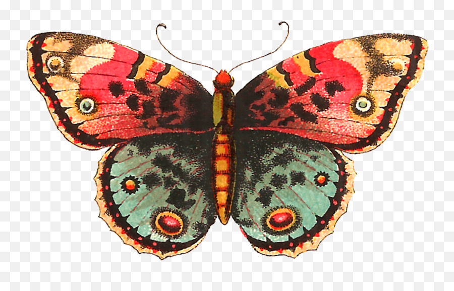 Download Hd Vintage Butterfly Png - Vintage Butterfly Vintage Butterfly Drawing Png Emoji,Butterfly Png