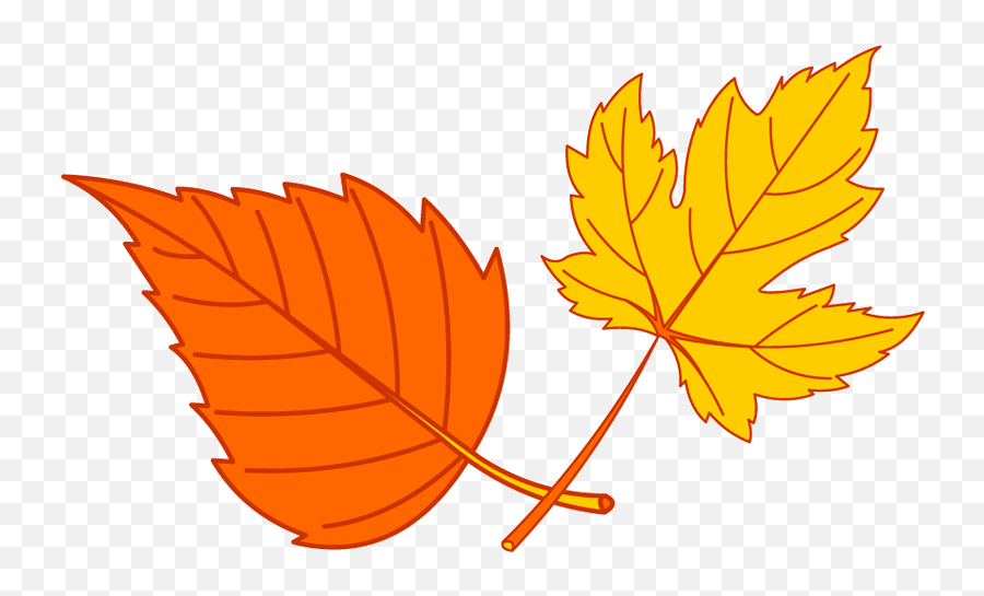 Why Did The Turkey Hunter Shoot The Turkey - Maple Leaf Fall Leaves Vine Drawing Emoji,Turkey Feathers Clipart