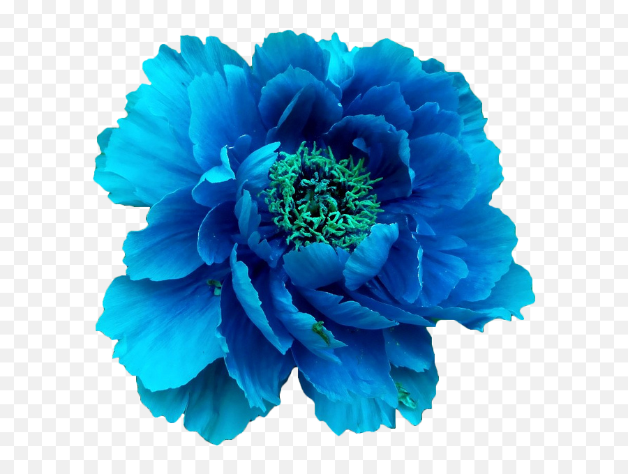 Blue Flower Transparent Clipart Images G 886523 - Png Single Blue Flower Png Emoji,Flower Transparent Background
