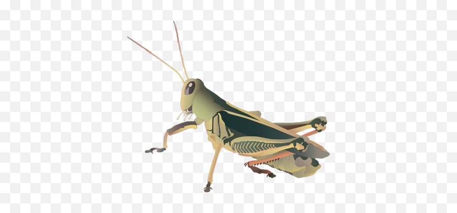 Grasshopper Png Picture U2013 Free Png Images Vector Psd Emoji,Grasshopper Clipart
