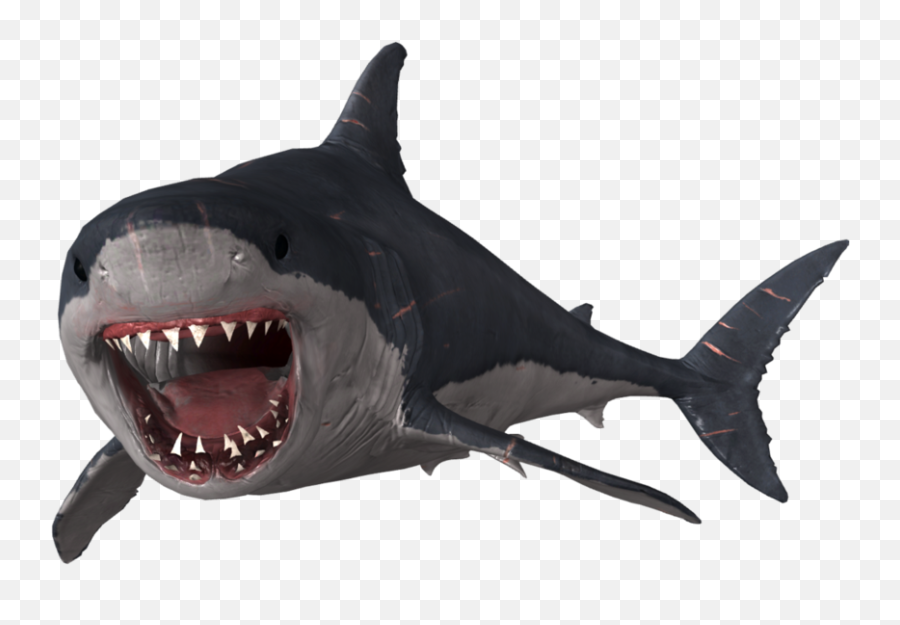 Face Megalodon Shark Png Transparent - Depth Megalodon Emoji,Shark Transparent Background