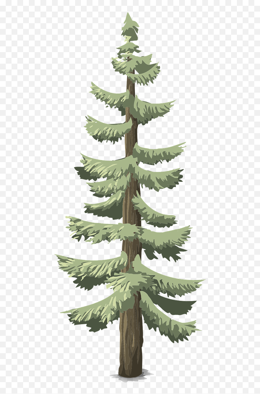 Pines Conifer Trees Tall Woods Png - Arbol Del Bosque Png Emoji,Woods Png
