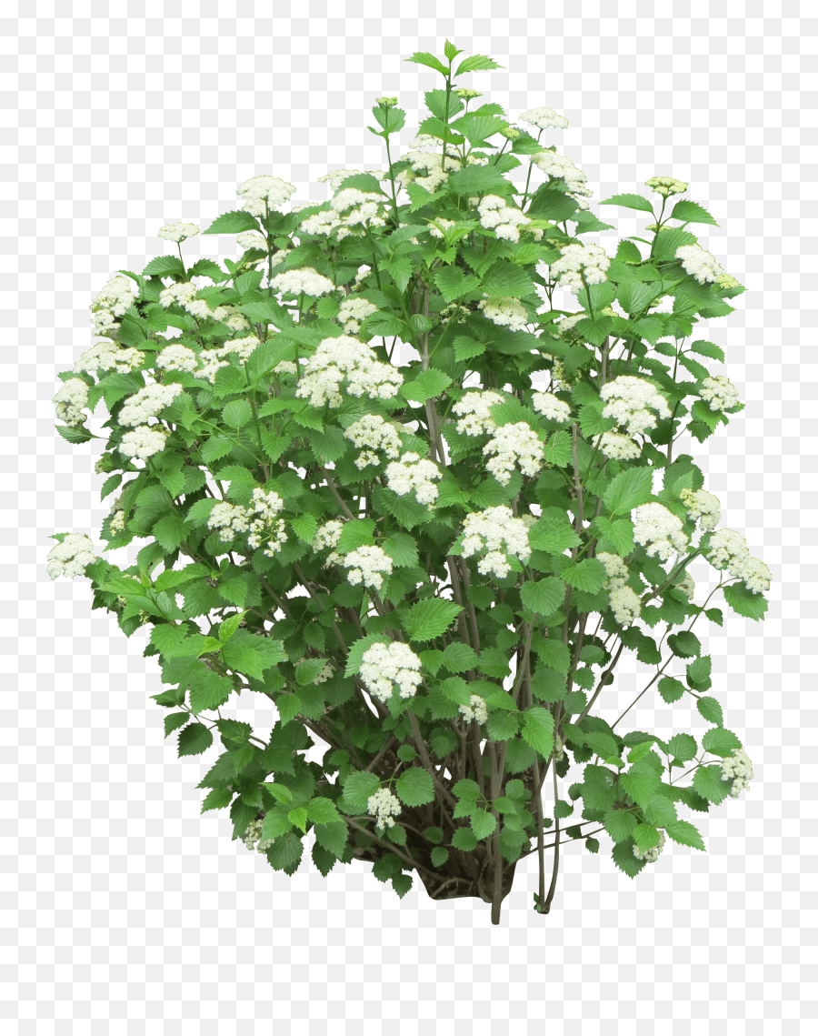 White Flower Bush Png Png Image - Transparent Flower Bushes Png Emoji,Bush Png