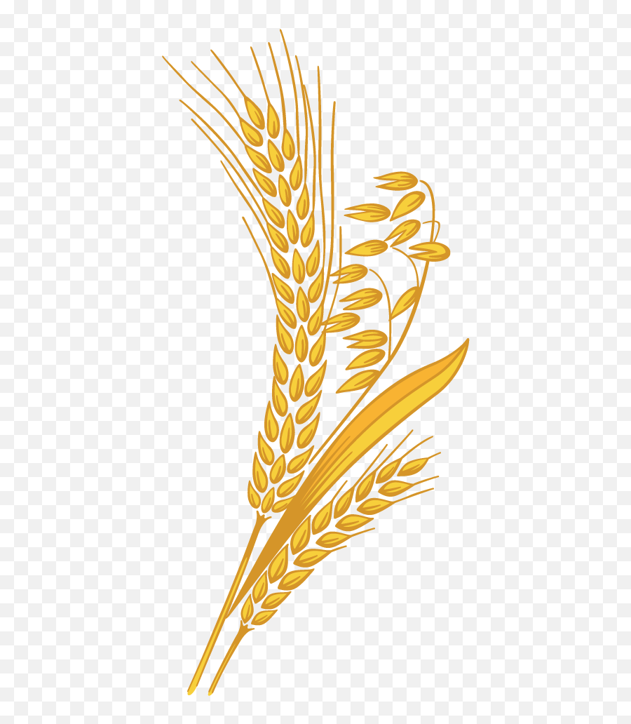 Download Wheat Grain Png Clipart - Transparent Background Clipart Of Wheat Emoji,Wheat Clipart