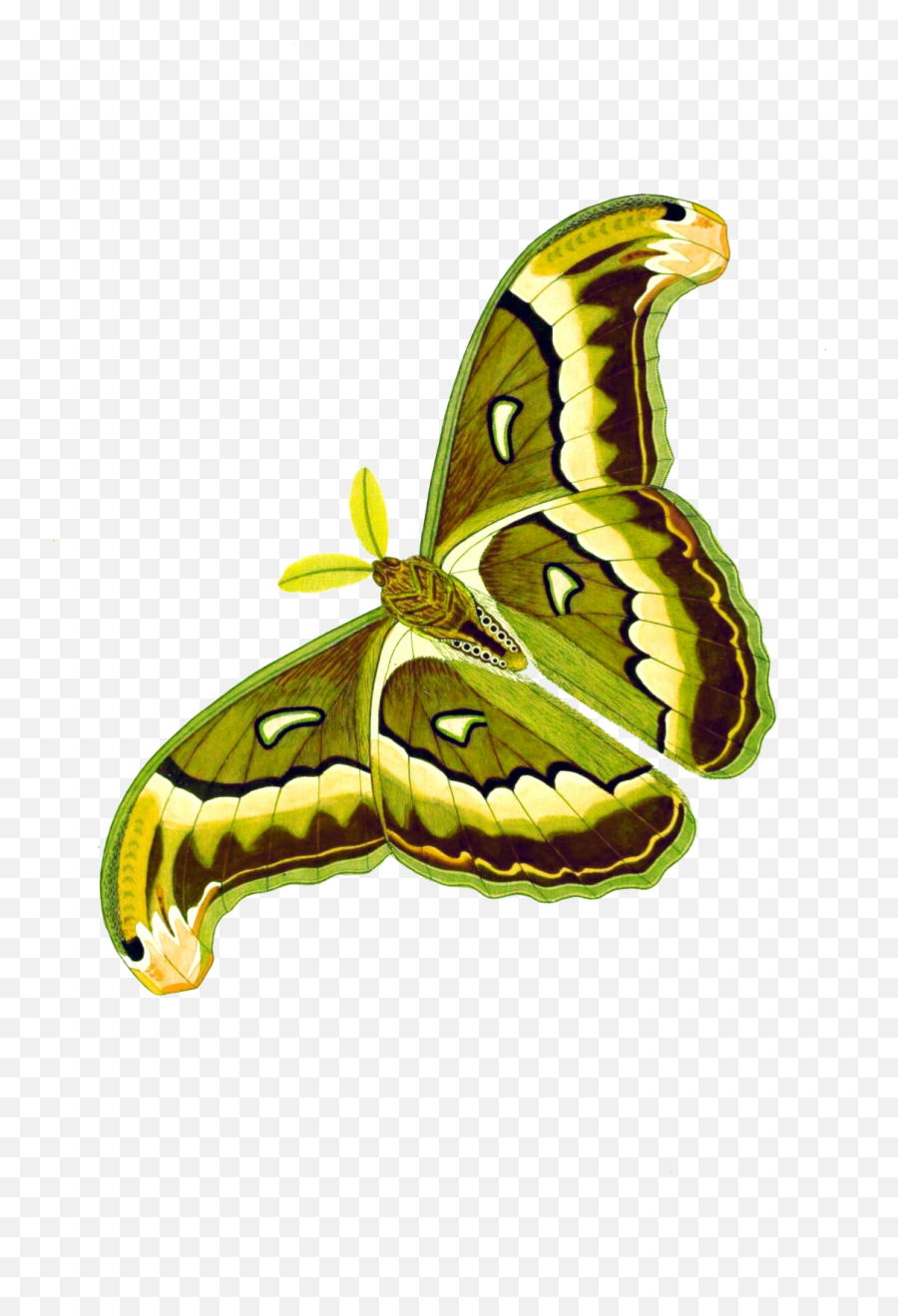 Clipart Butterfly Vintage Art Free Stock Photo - Public Emoji,Free Clipart Butterflies