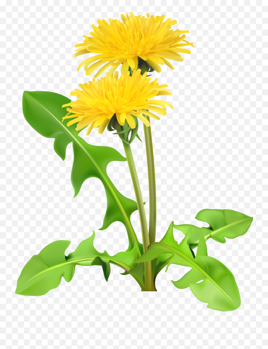 Free Dandelions Cliparts Download Free - Dandelions Clip Art Emoji,Dandelion Clipart