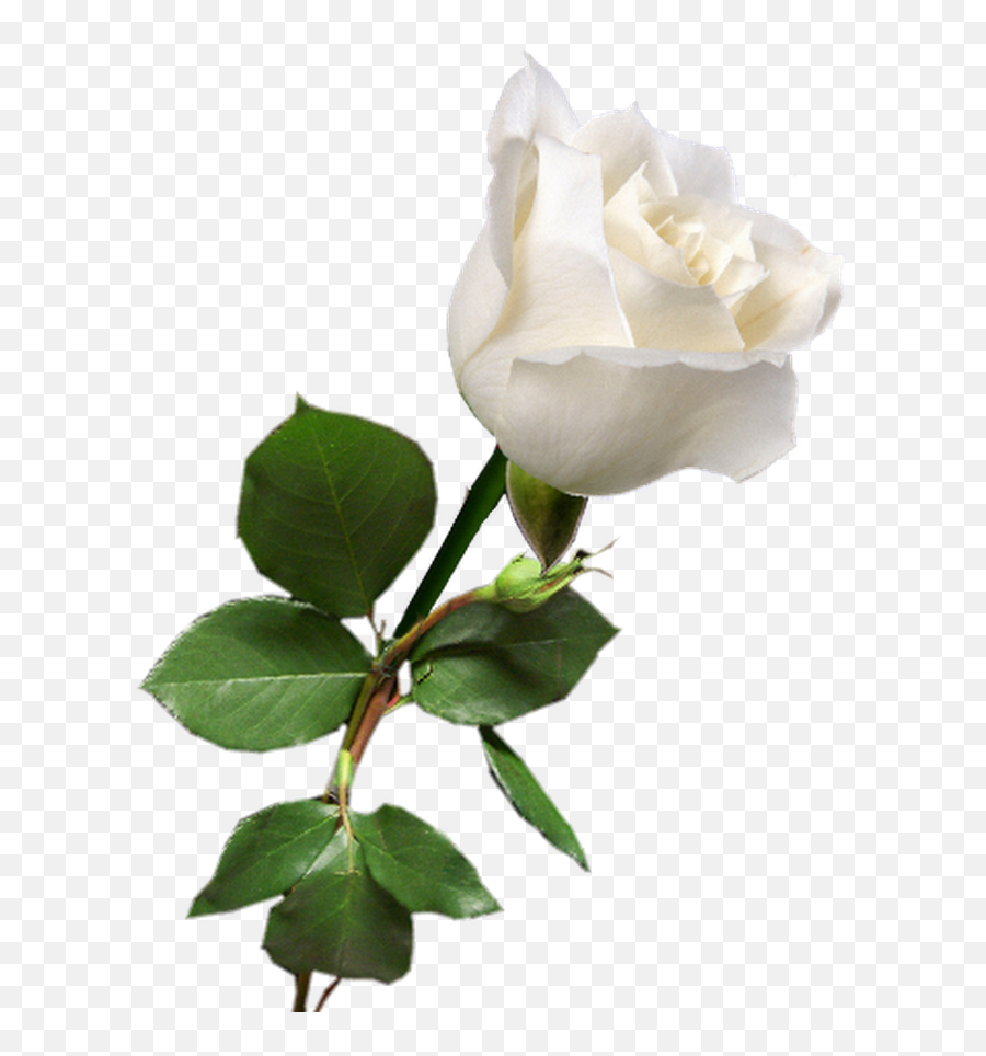 Download Rosa Blanca White Rose Png - Single Rose White Png Emoji,White Rose Png