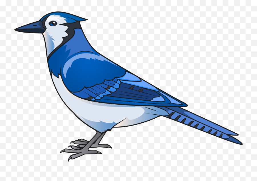 Blue Jay Transparent Png Image With No - Clipart Blue Jay Png Emoji,Bird Transparent