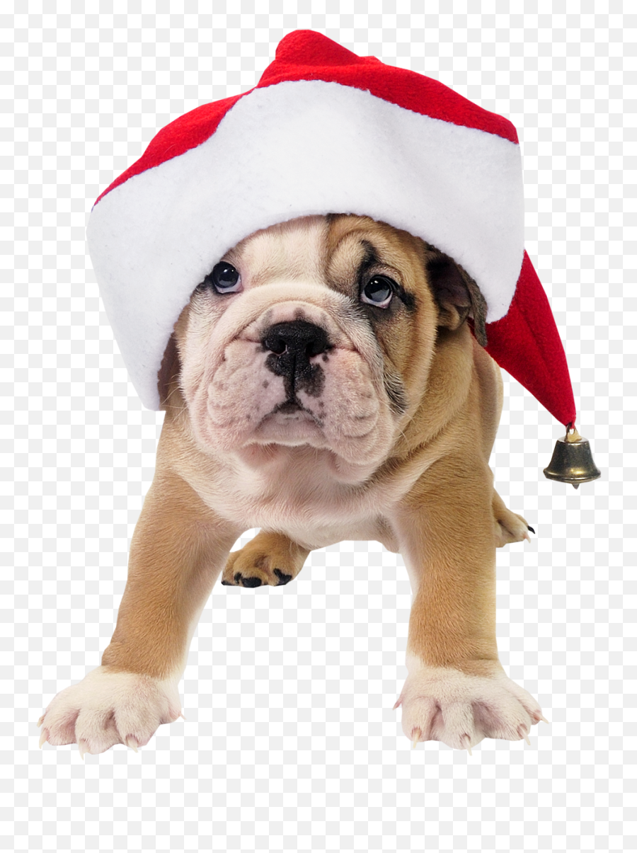 Download Hd Png Library Stock Christmas Dogs Clipart - Dog Dog With Santa Hat Emoji,Santa Hat Png