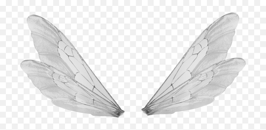 Whitewingmoths And Butterfliesinsect 1284330 - Png Transparent Dragonfly Wings Png Emoji,White Wings Png