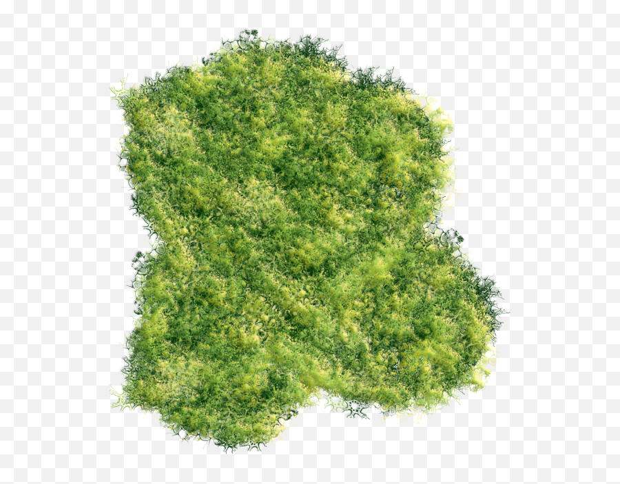 Down Forest Effect Inside - Tree Emoji,Forest Png
