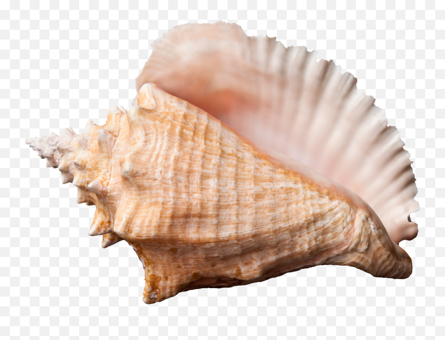 Ocean Sea Conch Png Transparent Image Png Arts - Conch Png Emoji,Ocean Png
