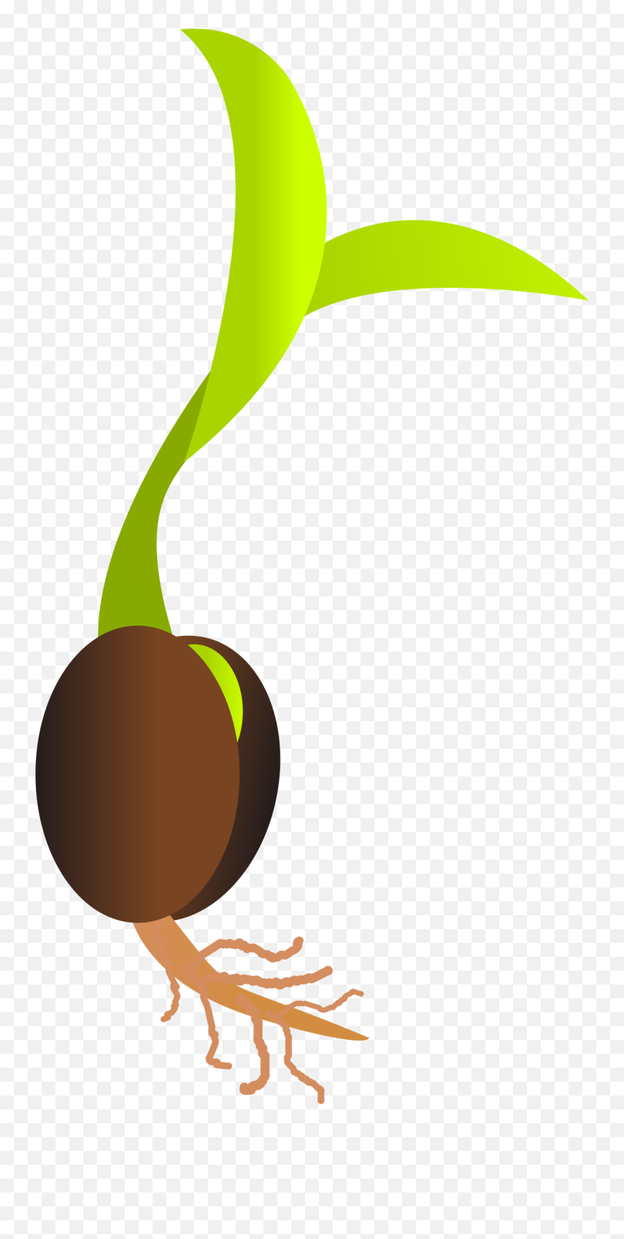 Seed Cliparts Download Free Clip Art - Seed Clipart Png Emoji,Seed Clipart
