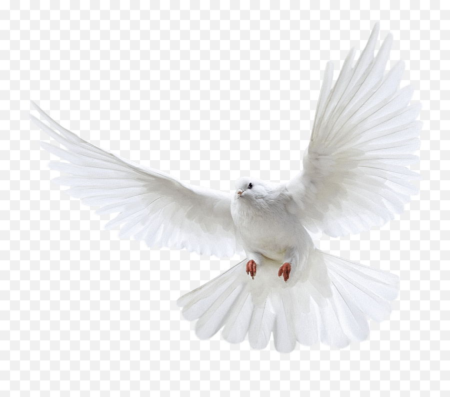Flying Person Png Page 1 - Line17qqcom Pigeon Png Emoji,Person Png
