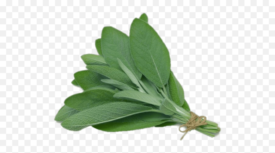 Sage Transparent Png - Sage Leaf In Nigeria Emoji,Herbs Clipart