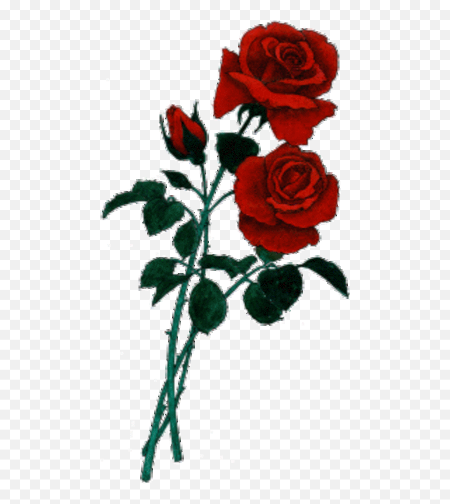 Clipart Of The Red Roses In A Dark Free Image Download Emoji,Red Flowers Clipart