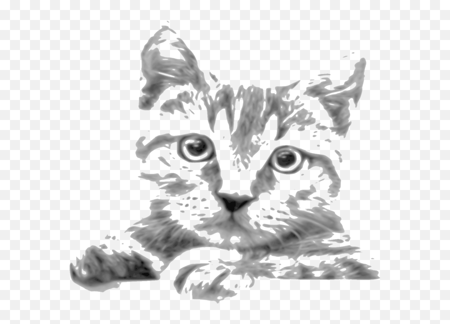 Visual Artspawmonochrome Photography Png Clipart - Royalty Emoji,Siamese Cat Clipart