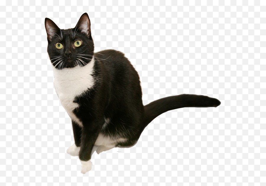 British Shorthair Cat Png Transparent Images Png All Emoji,Black Cat Transparent Background