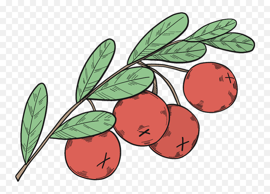 Cranberries Clipart Free Download Transparent Png Creazilla Emoji,Cranberries Png
