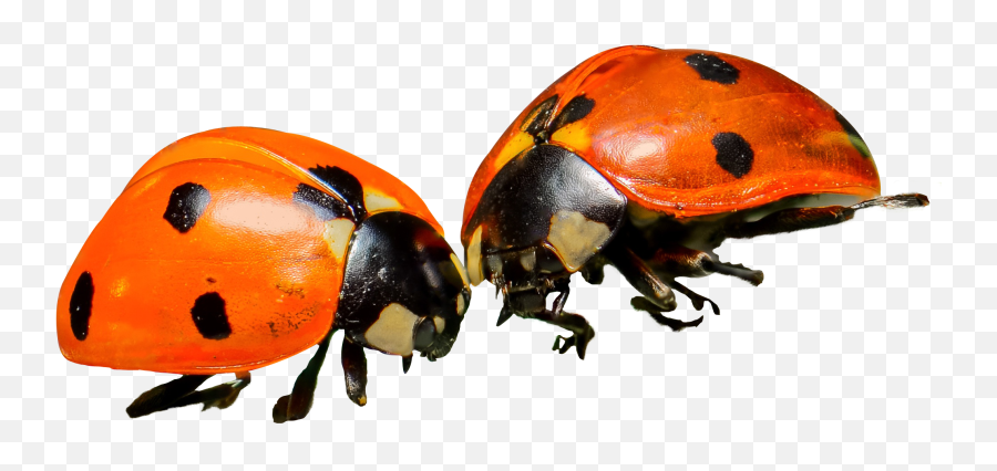 Download Ladybug Png Image For Free - Orange Ladybug Png Emoji,Ladybug Png
