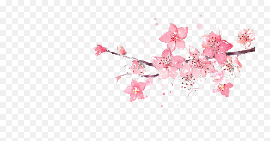 Cherry Blossom Watercolor Png - Transparent Watercolor Cherry Blossom Emoji,Pink Watercolor Png