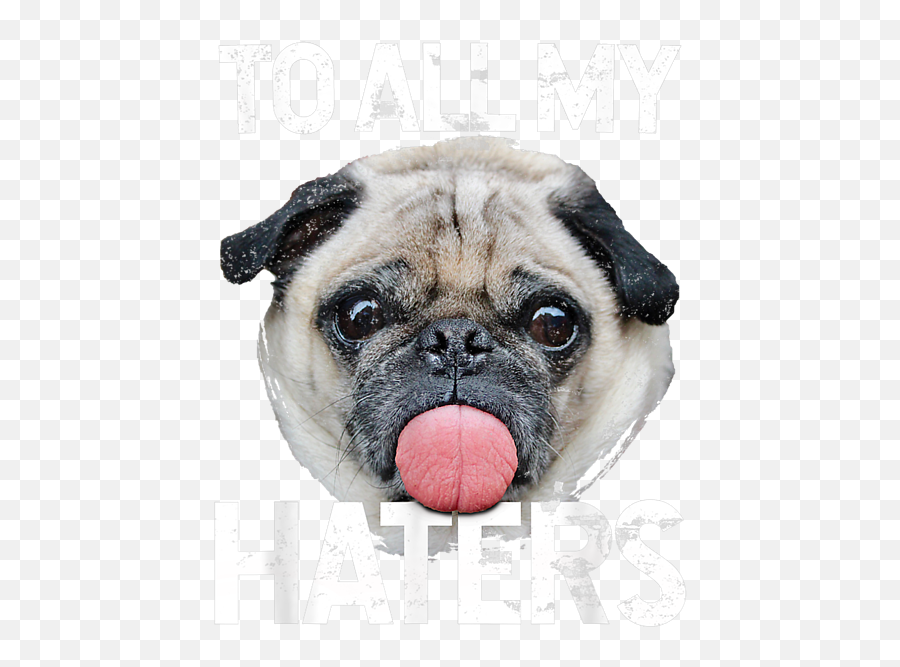 Cute Picture Of A Pug Dog Tongue Out To All My Haters Gift Emoji,Pug Face Png