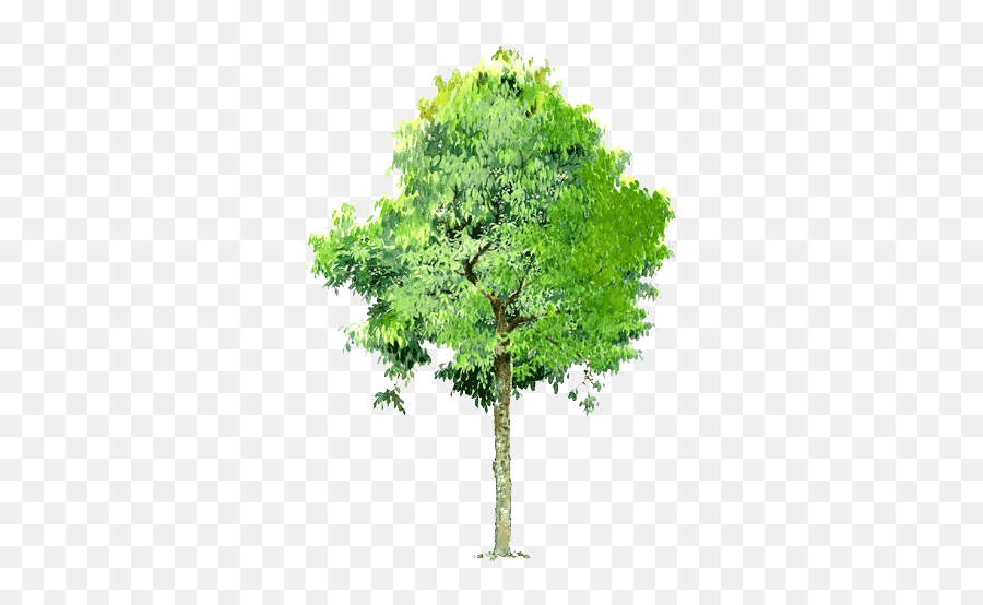 Tree Landscape - Tree Emoji,Tree Transparent Background