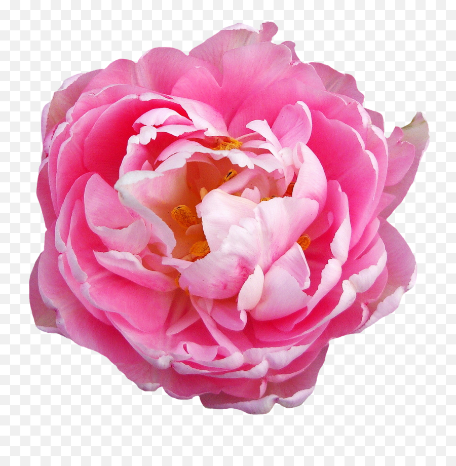 Rose Flower Pink Transparent Png Image - Pink Flower Transparent Png Emoji,Pink Png