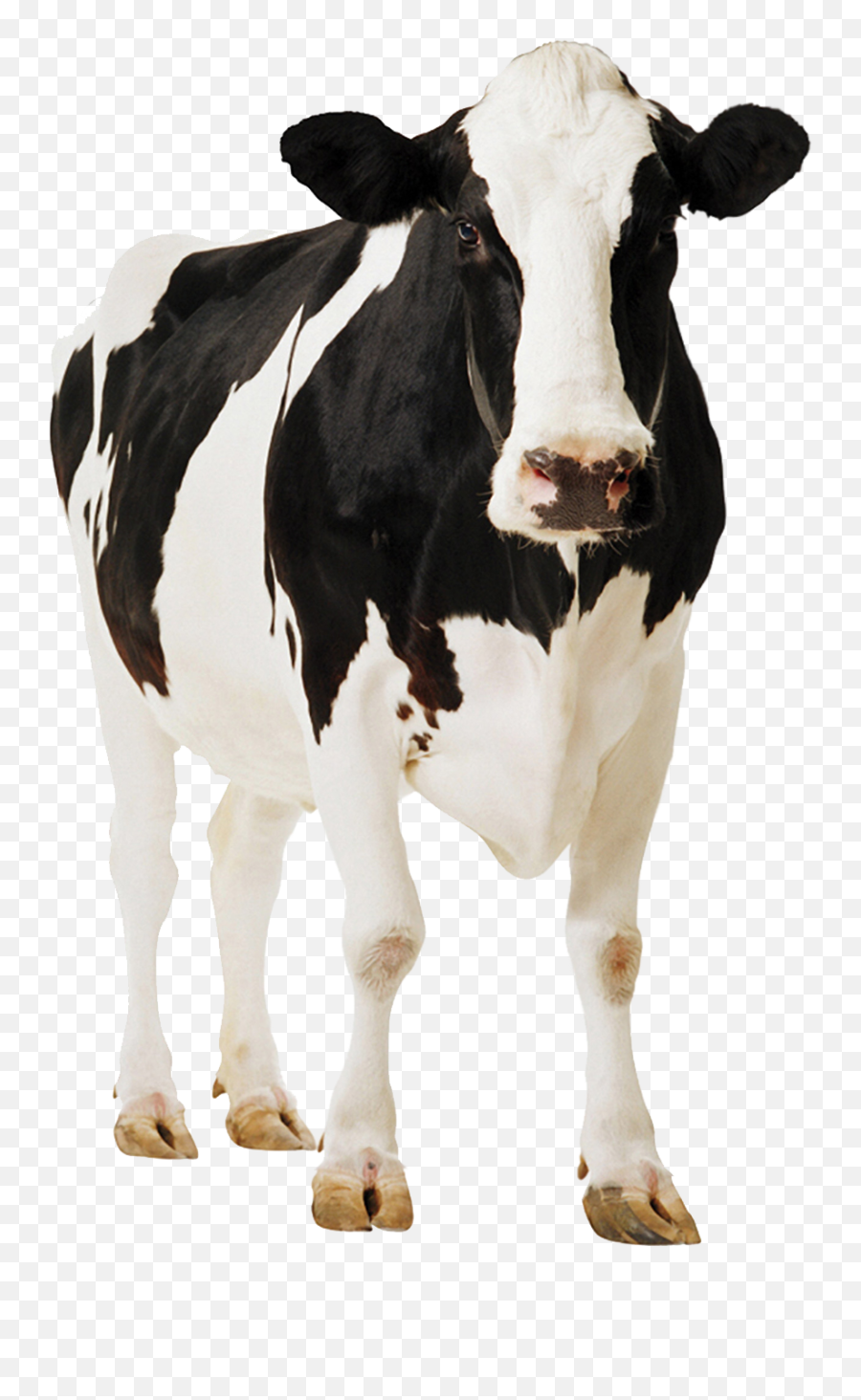 Face Clipart Cow Face Cow Transparent - Cow Png Emoji,Cow Face Clipart