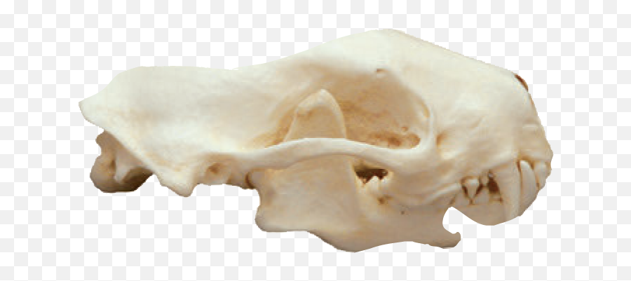 Cabinet Of Curiositiesu0027 Excerpt The Skulls And Teeth Of - Wide Flat Animal Skull Emoji,Skulls Png
