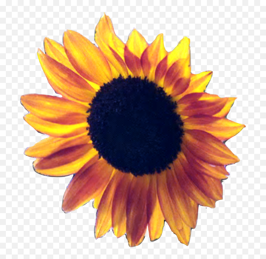 Playpen Of Graphics Cubit Playpen Of Graphics Transparent - Transparent Clear Background Sunflower Emoji,Daisy Transparent Background