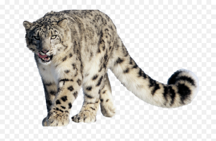 Can Saving Snow Leopards Quench People - Snow Leopard Clip Art Emoji,Snow Overlay Png
