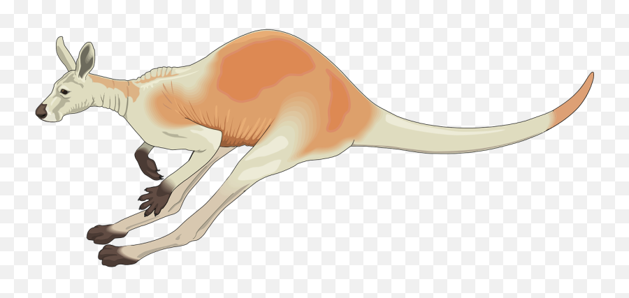 Kangaroo Red Australia White Pouch - Eastern Grey Kangaroo Emoji,Kangaroo Clipart