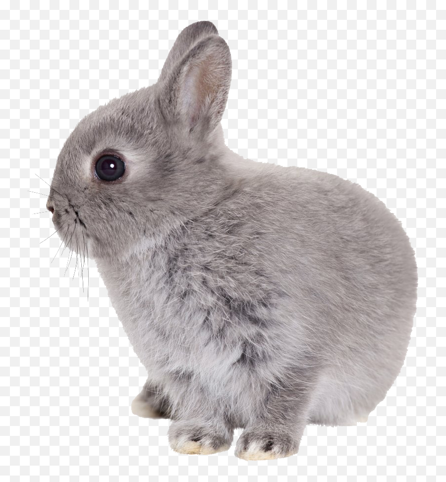 Easter Rabbit Transparent Hq Png Image - Bunny Transparent Png Emoji,Bunny Transparent