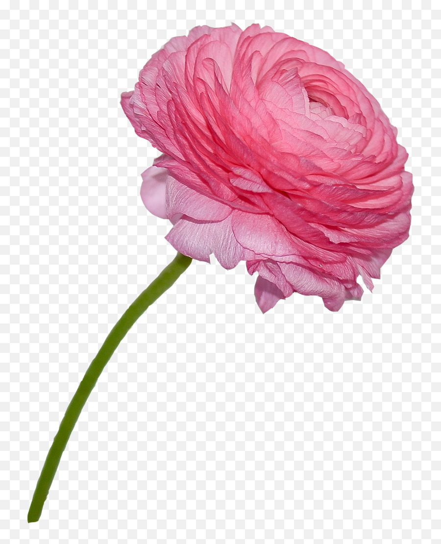 Buttercup Rosa Flower - Free Photo On Pixabay Emoji,Nature Transparent