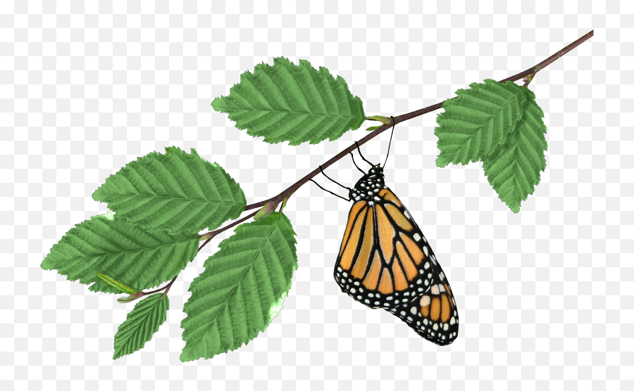 Monarch On Branch - Monarch Butterfly Clipart Full Size Emoji,Monarch Clipart