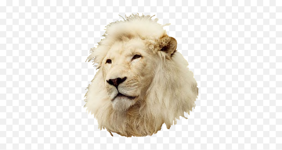 Download White - Lionhead Masai Lion Full Size Png Image Emoji,Lion Face Png