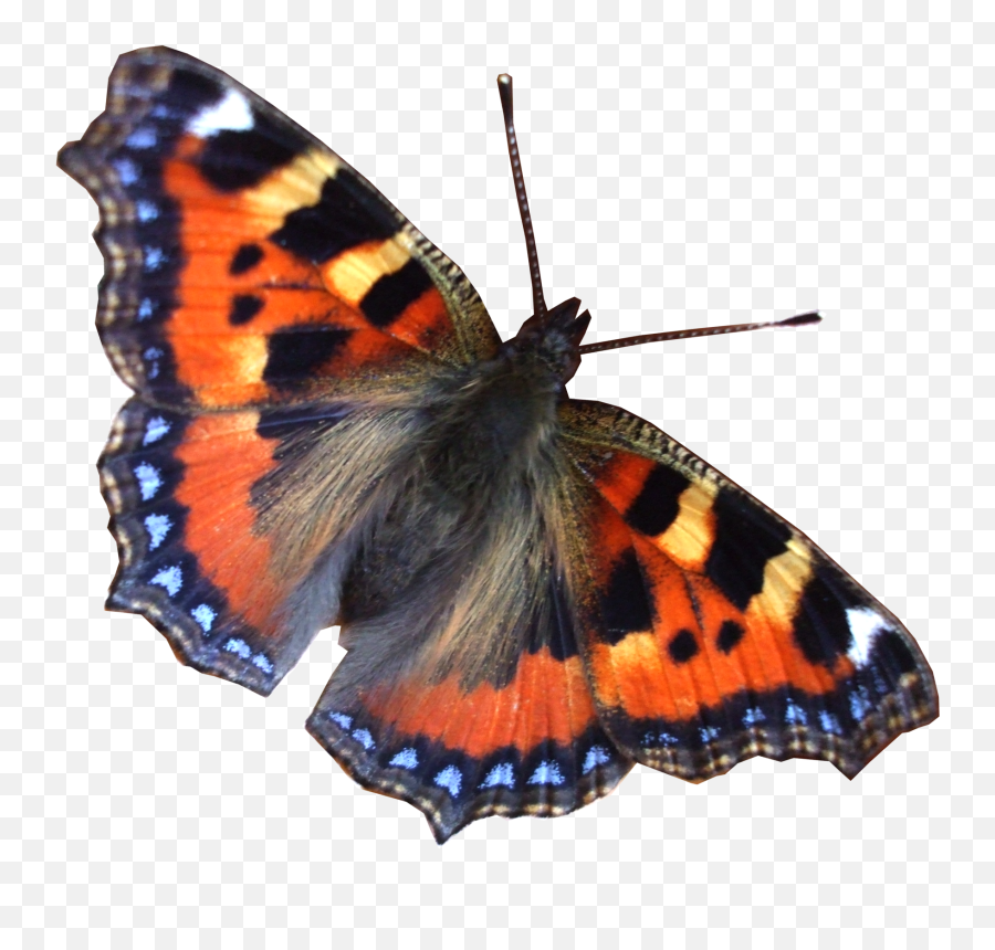 Butterfly Png Image Free Picture Download - Clipart Best Free World Charter Emoji,Butterfly Png