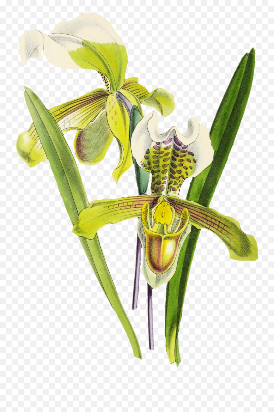 Orchid Painted Art Clipart Free Stock - Slipper Orchids Emoji,Orchid Clipart