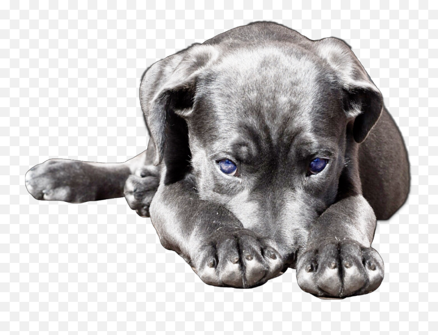 Download Dog Cute Puppy Lab Labrador Labradorretriever - Dog Dog Emoji,Puppy Transparent Background
