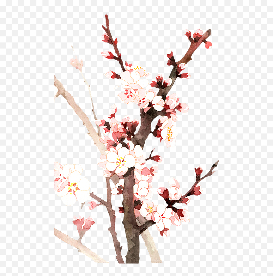 Almond Blossom Flower - Clipart Png Download Cherry Blossom Emoji,Almond Clipart