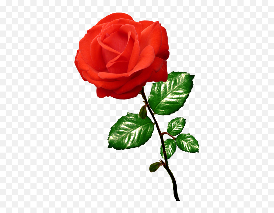 Beautiful Free Rose Clipart - Clip Art Images Rose Emoji,Rose Clipart