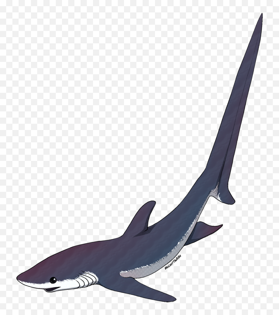Transparent Free Shark Clipart - Thresher Shark Drawing Emoji,Shark Head Clipart