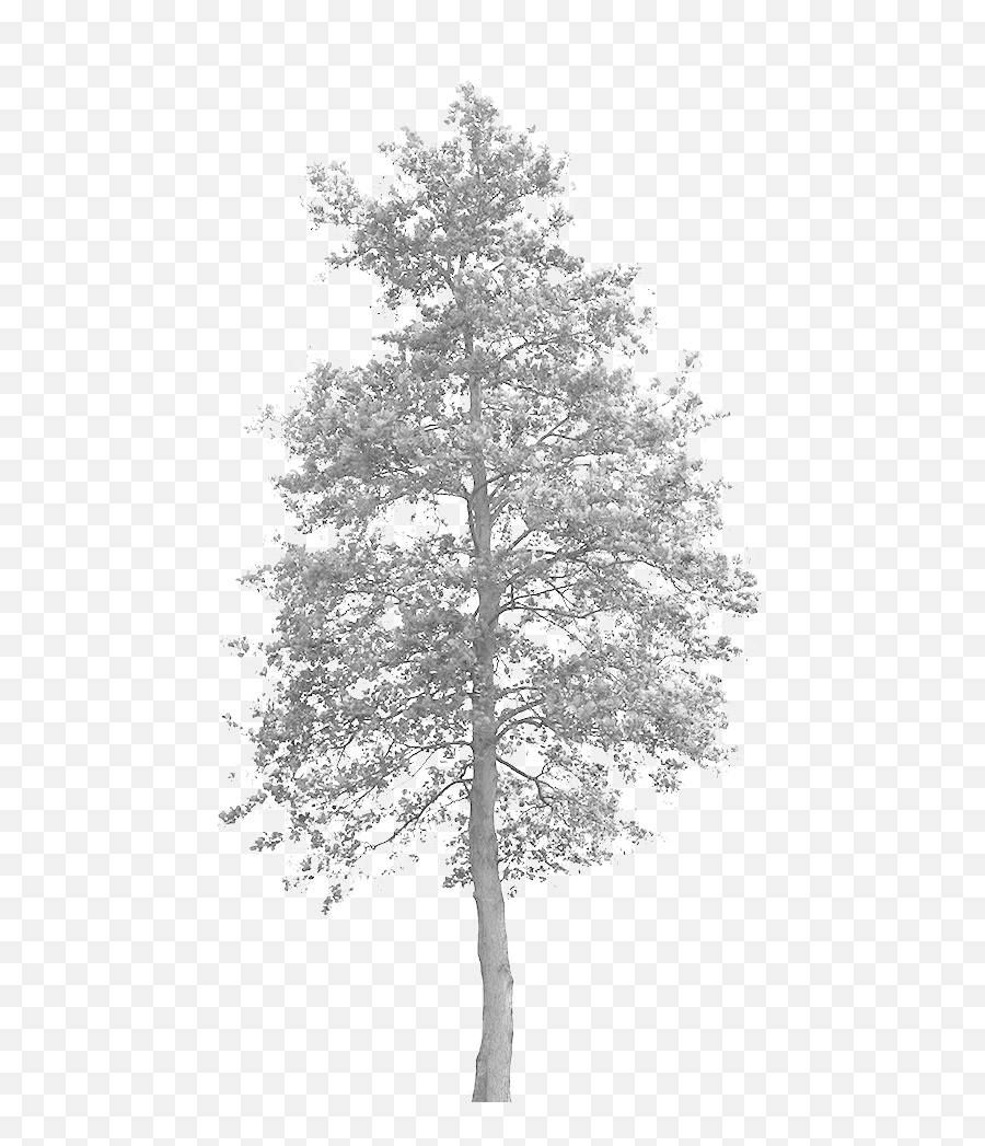 Download Free Png Grey Tree Pixel Transparent Png Image Emoji,Cypress Tree Clipart