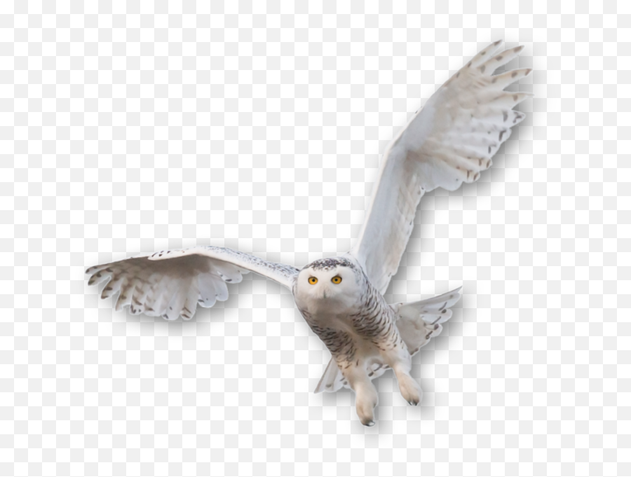 Free White Owl Png Download Free Clip - Snowy Owl Clipart Transparent Background Emoji,Owl Png
