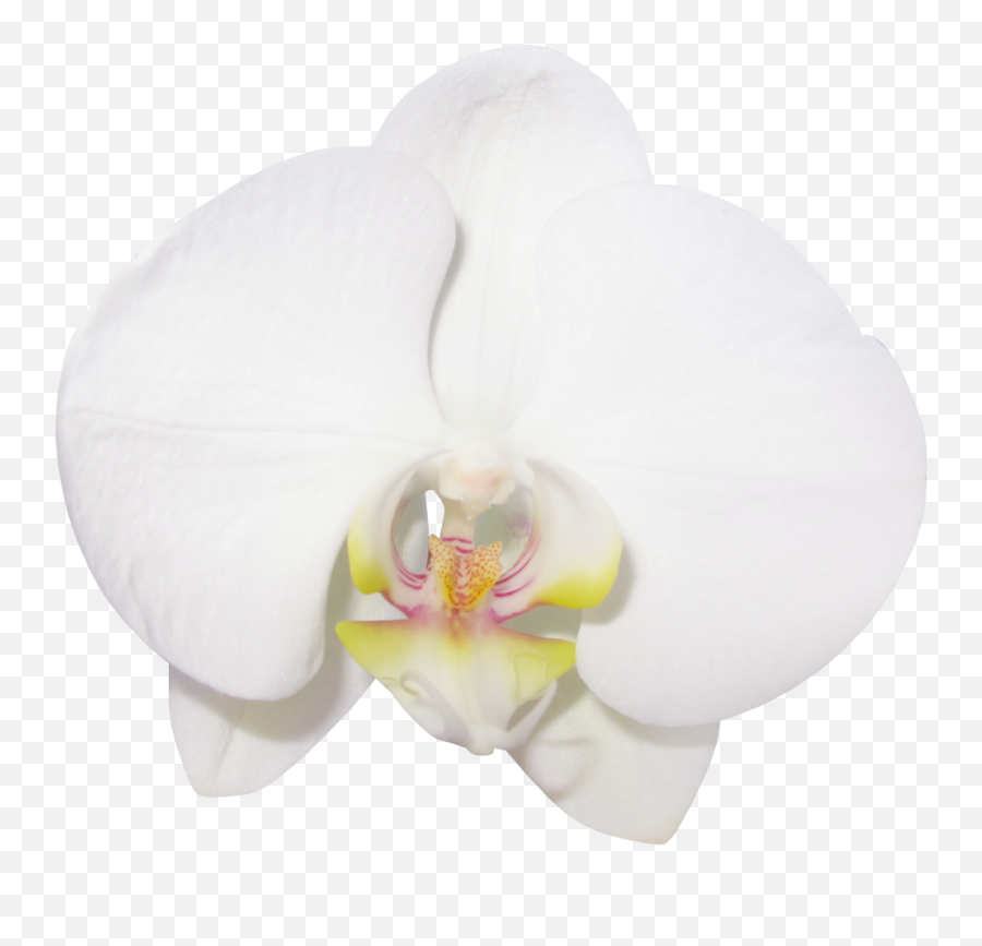 Download Large Transparent Vanilla - Transparent Background Vanilla Flower Emoji,Orchid Clipart
