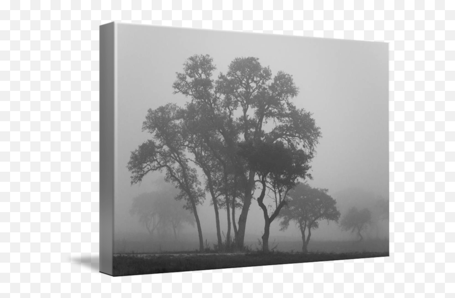 Trees In The Mist Texas Hill Country By Paul Huchton Emoji,Fog Effect Png