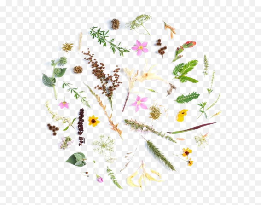 Assorted - Color Flowers Transparent Background Free To Emoji,Constellation Clipart