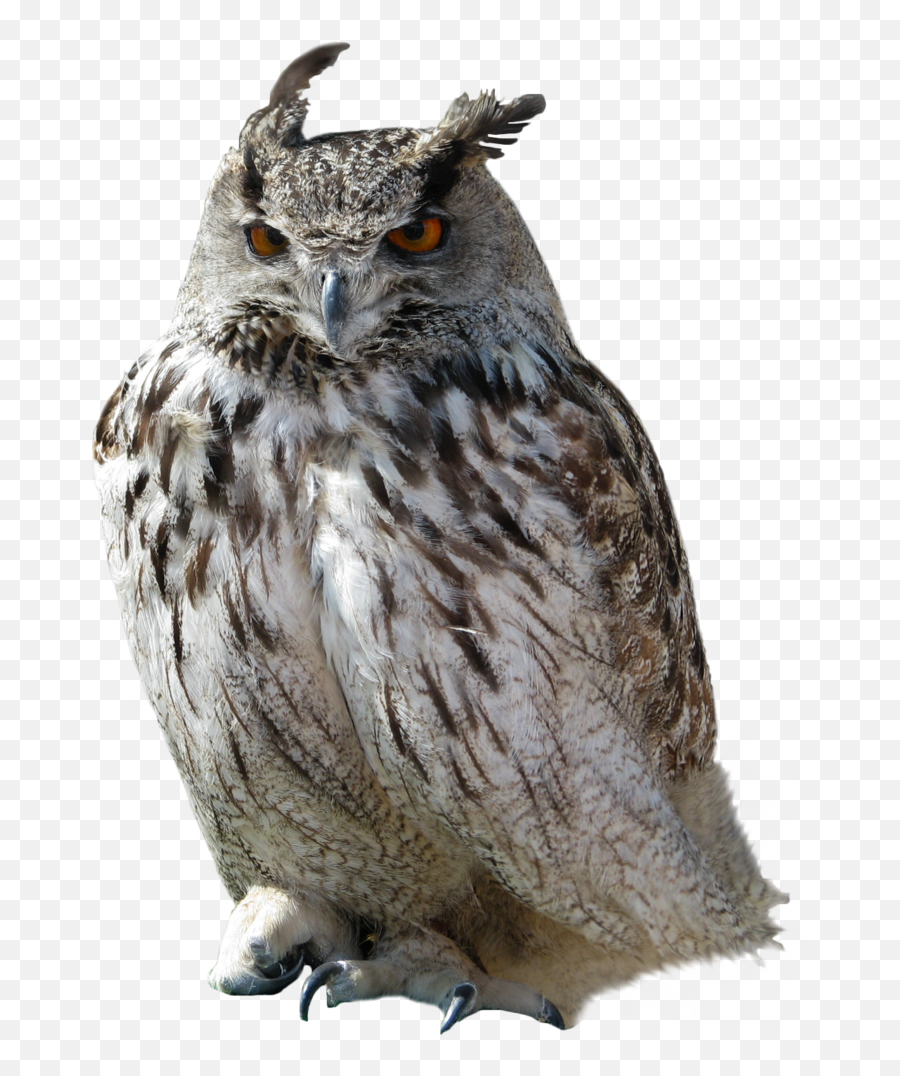 Owl Png - Transparent Transparent Background Owl Emoji,Owl Png