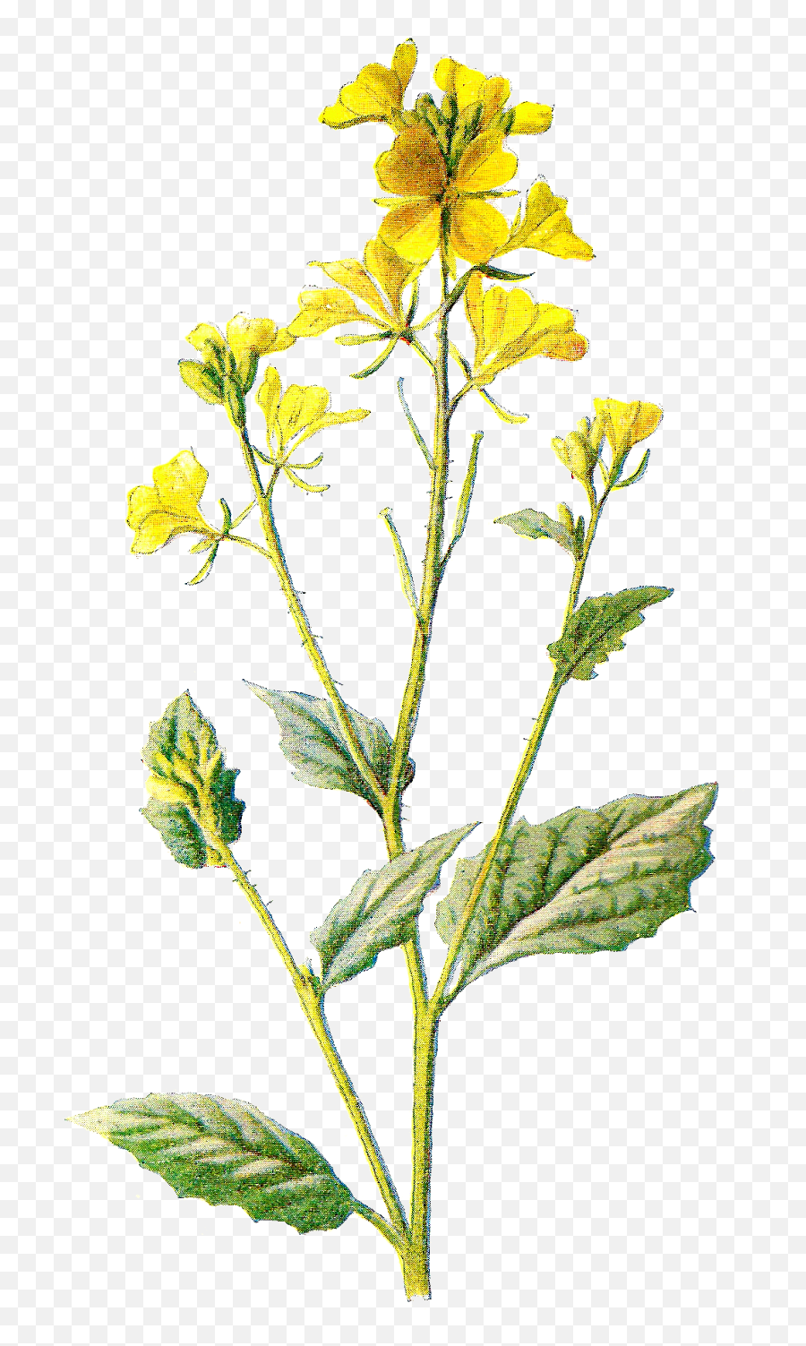 Wildflower Drawing Flower Clipart - Wild Mustard Plant Transparent Emoji,Wildflower Clipart